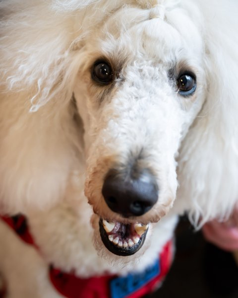 Un caniche blanc portant une veste rouge de chien de service lève les yeux vers la caméra; il arbore une expression lumineuse et amicale.
